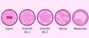 blastocisto embryoscope